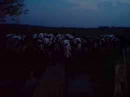Late night UFO spooks cattle
