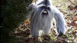 More ‘Yeti’ Sightings Reported; Russia to Begin Expedition to Hunt Bigfoot