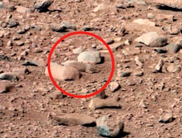 Rodents, lizards or rocks on Mars? 